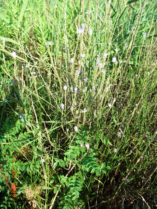 spiaggia di montenero4 - Verbena officinalis